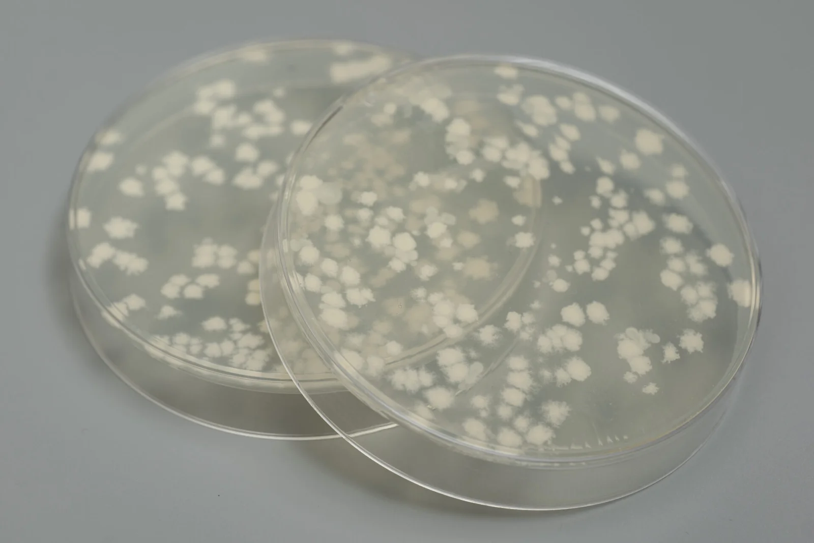 Sveiku švarumu Sveiku švarumu